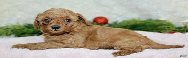 Cavapoo Puppy 5