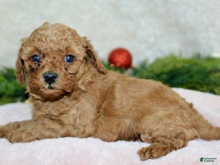 Cavapoo dogs Cavapoo Puppy 5 - Ad 1
