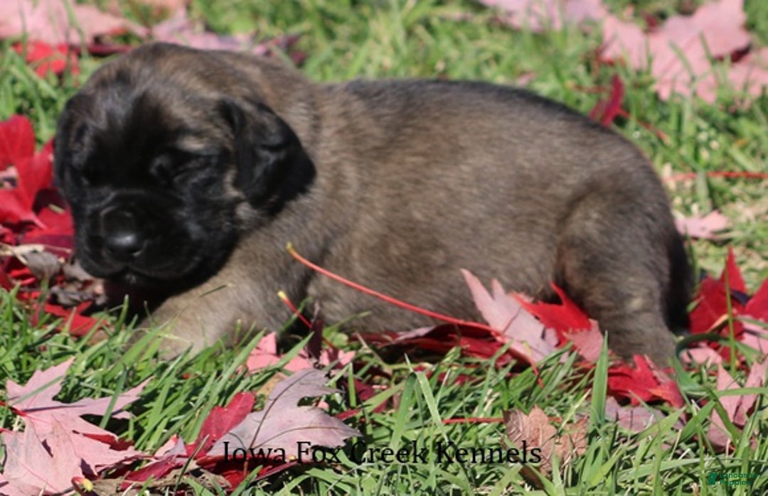 English Mastiff dogs for sale: English Mastiff Puppy 2 - Ad 6