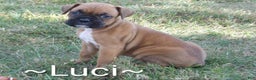 Boxer dogs for sale: Luci - Ad 1