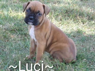 Boxer dogs Luci - Ad 21