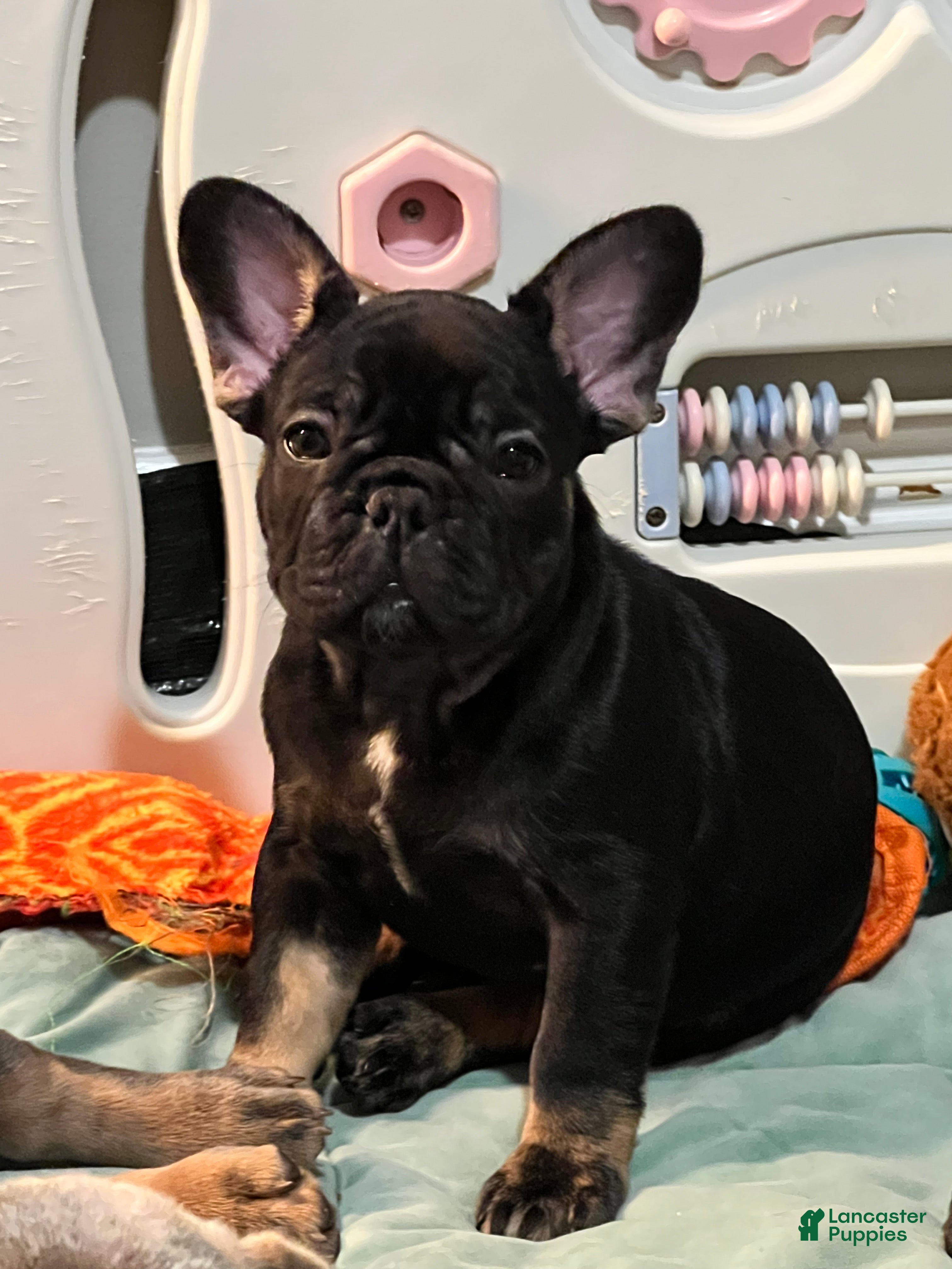 French Bulldog dogs Pepper - Ad 1
