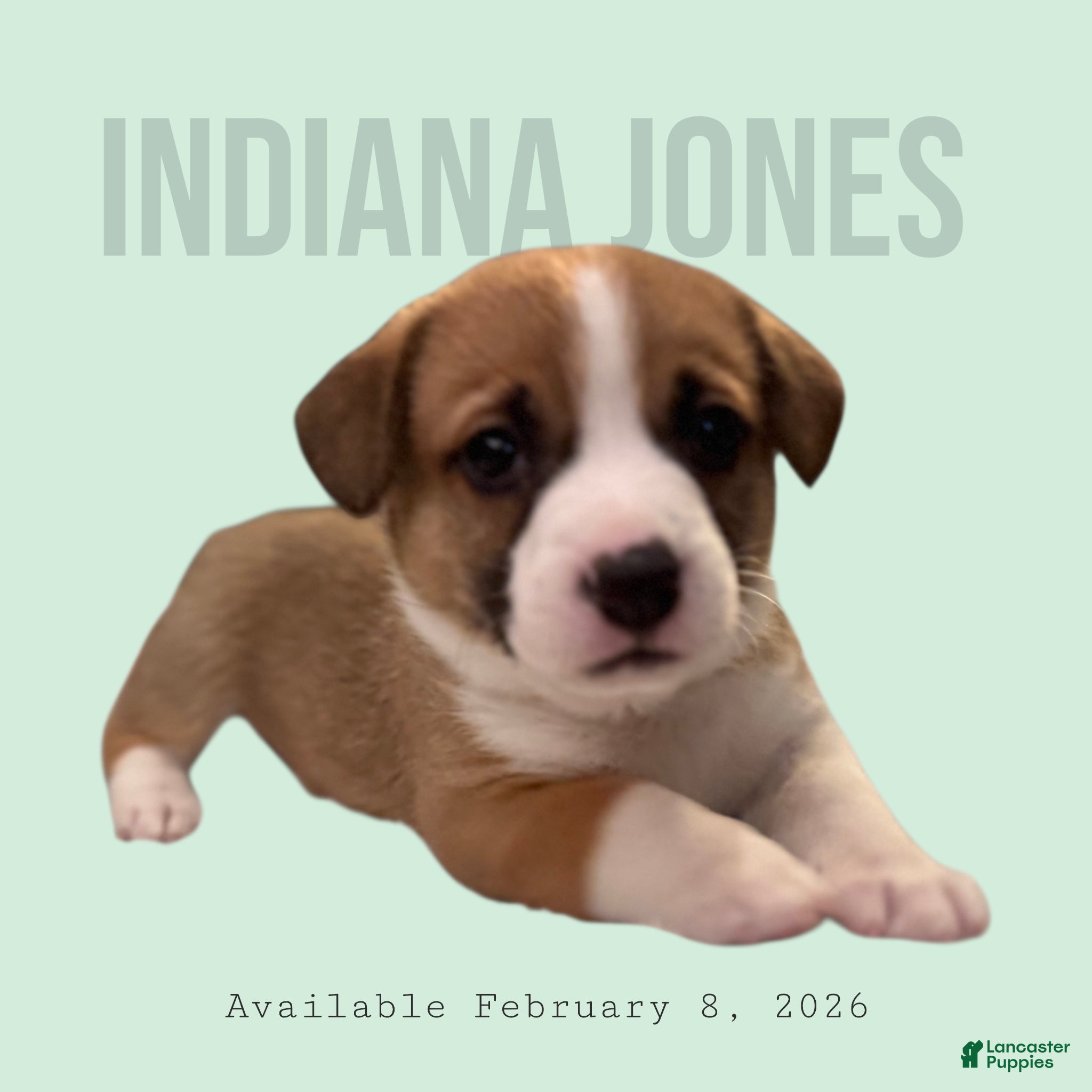 Mixed Breed dogs Indiana Jones - Ad 2