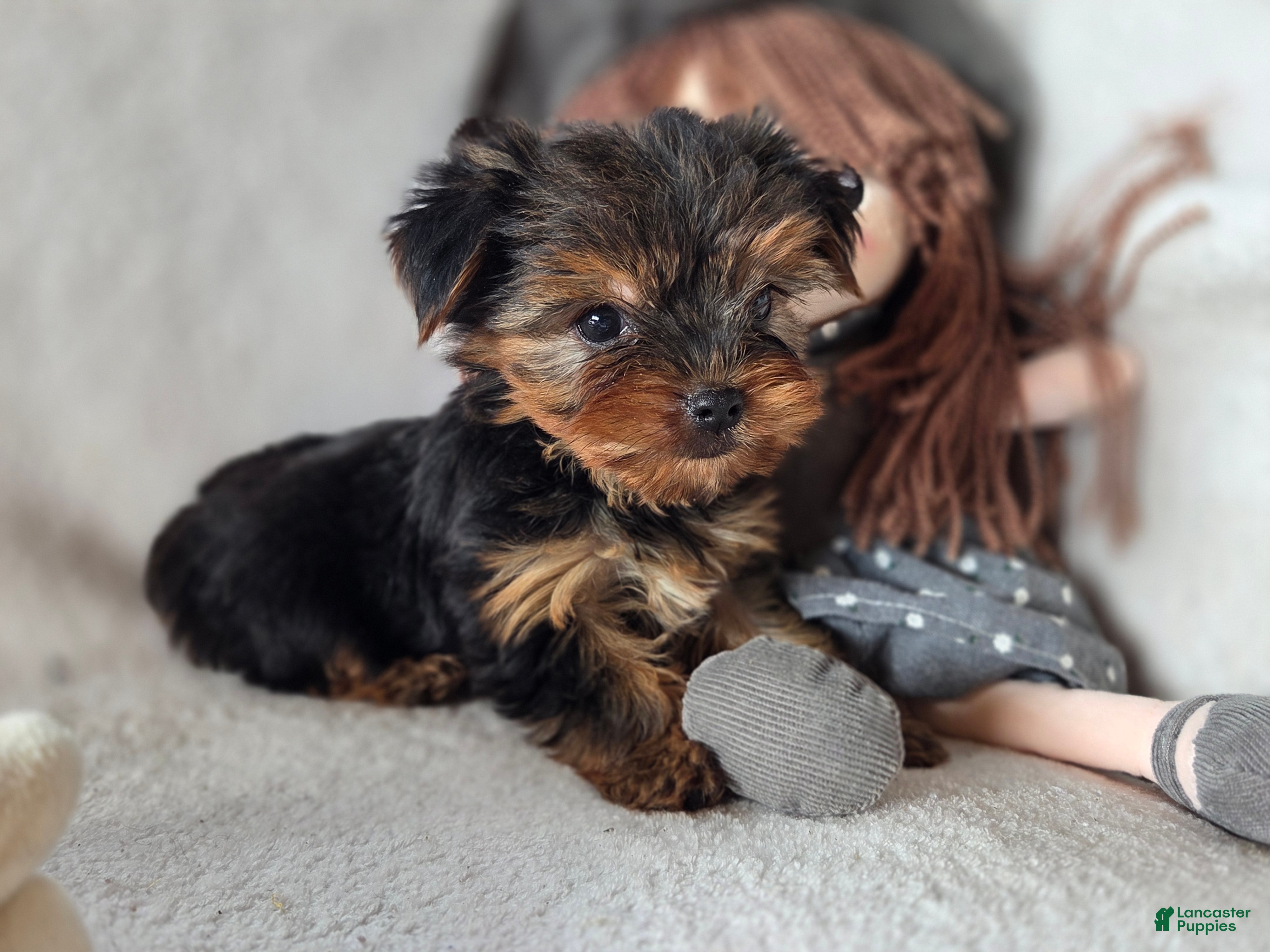 Yorkshire Terrier dogs Arwen - Ad 2