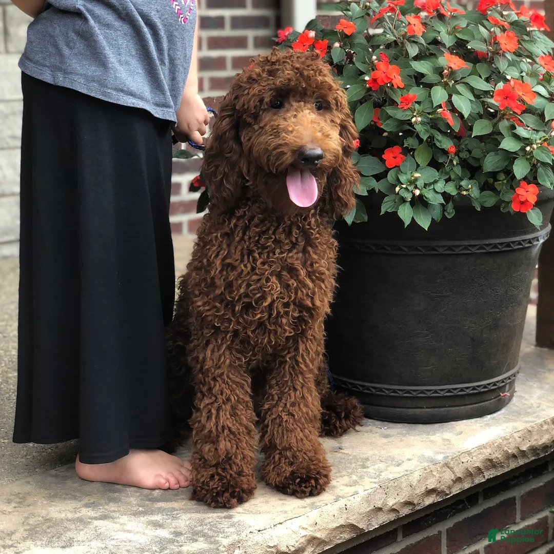 Standard Poodle dogs for sale: Bentley - Moyen Size Poodle - Ad 12