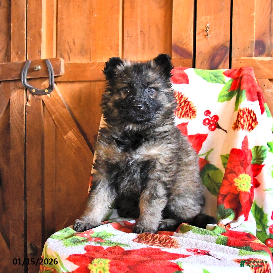 German Shepherd dogs Polly - Ad 14