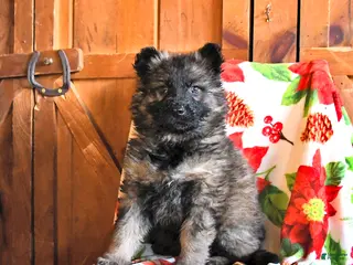 German Shepherd dogs Polly - Ad 33