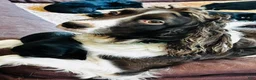 Mixed Breed dogs for sale: Mixed Breed 3 - Ad 2