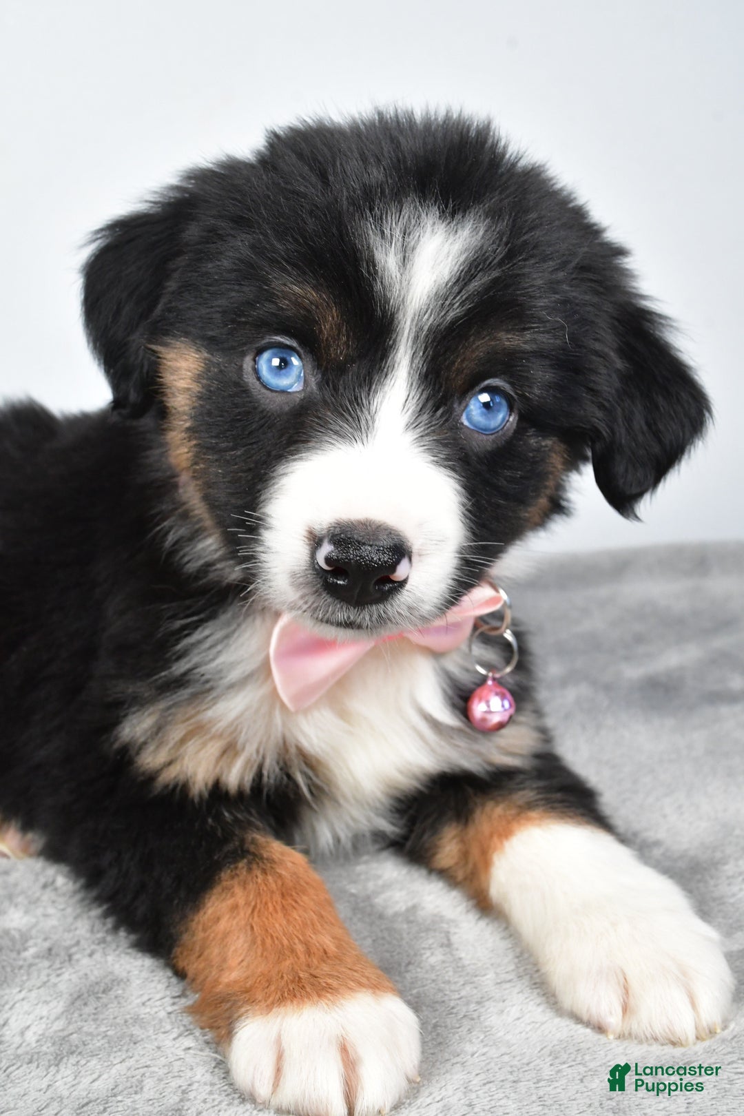Miniature Australian Shepherd dogs for sale: Oriana - Ad 7