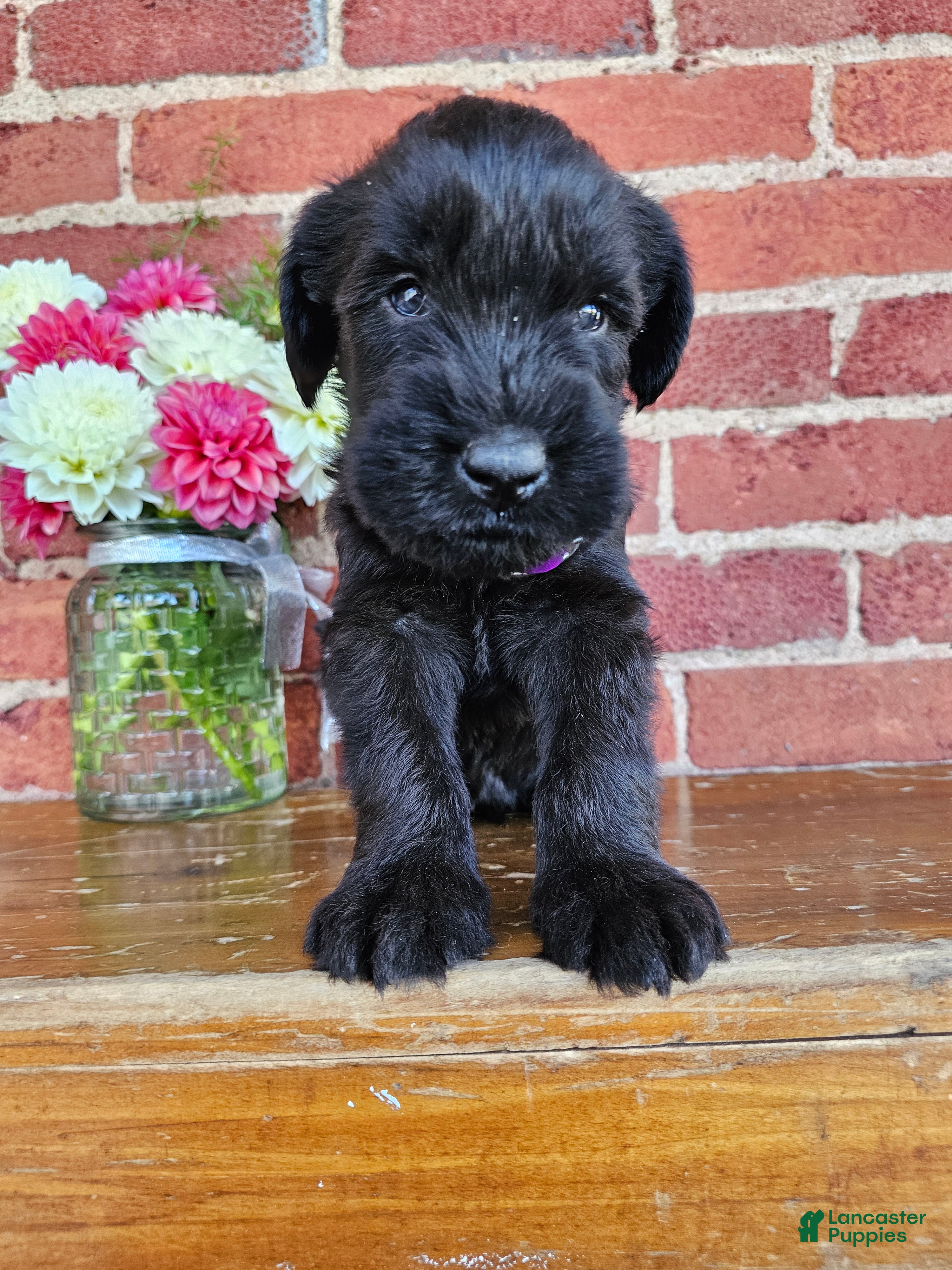 Giant Schnauzer Puppies for sale Lancaster Puppies