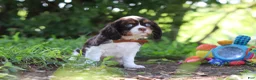 Cavalier King Charles Spaniel dogs for sale: Dexter - Ad 4