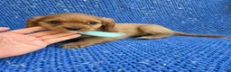Cavalier King Charles Spaniel dogs for sale: Wesley  - Ad 1