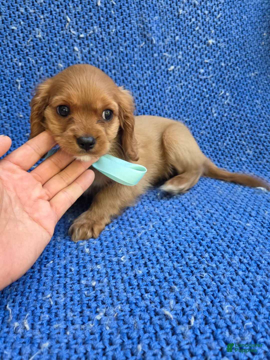 Cavalier King Charles Spaniel dogs for sale: Wesley  - Ad 1