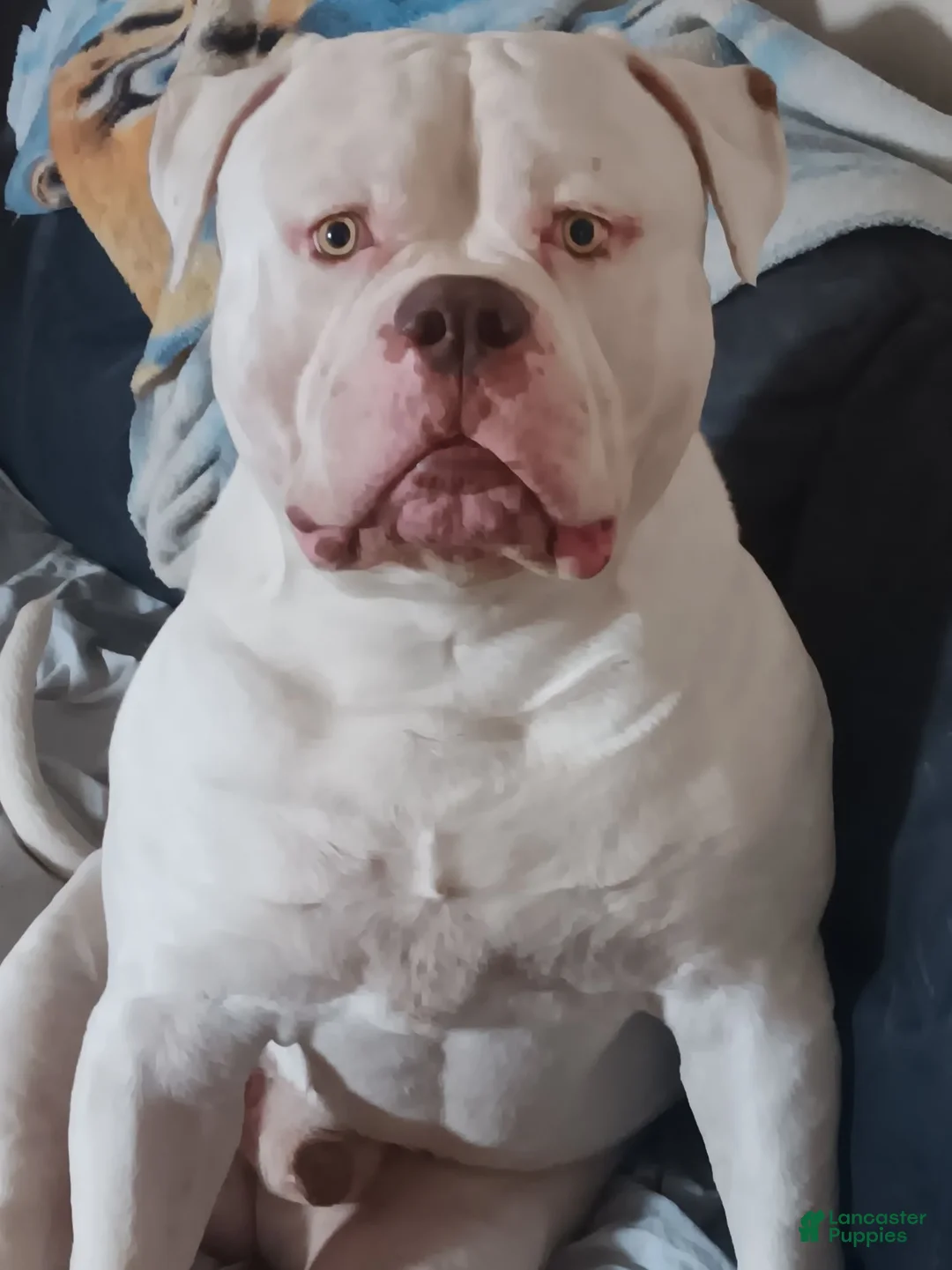 American Bulldog dogs for stud: American Bulldog Stud - Ad 3