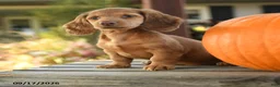 Miniature Dachshund dogs for sale: Providence - Ad 1