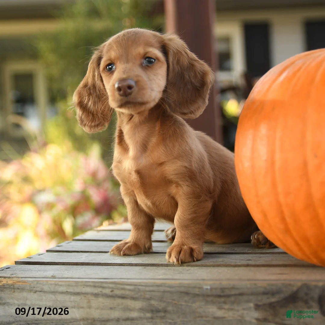 Miniature Dachshund dogs for sale: Providence - Ad 1