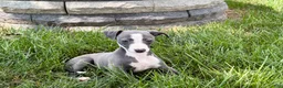 Italian Greyhound dogs for sale: Fiona - Ad 1