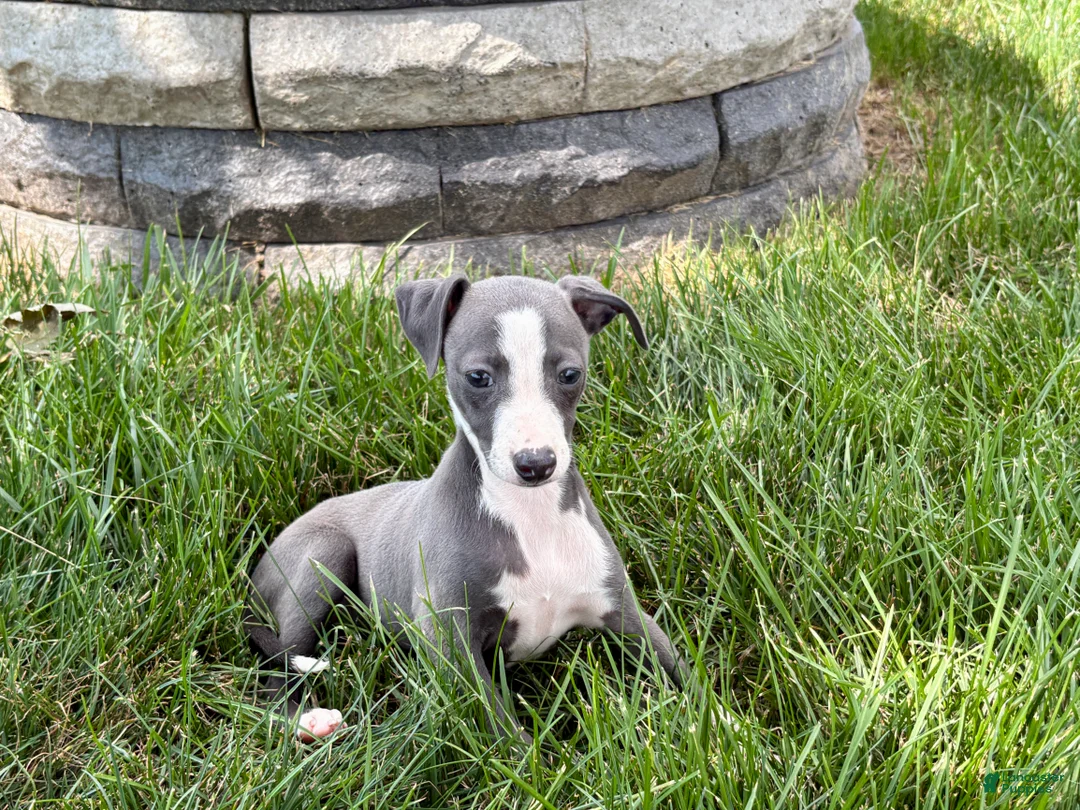Italian Greyhound dogs for sale: Fiona - Ad 1