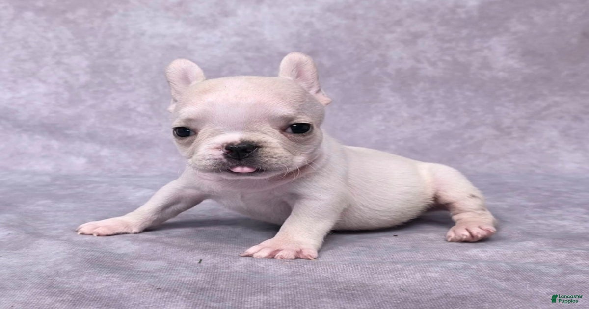 Ava Genetic Tested for sale in Dundee Lancaster Puppies