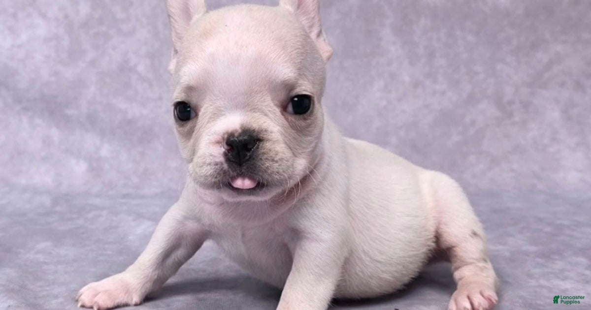 Ava Genetic Tested for sale in Dundee Lancaster Puppies