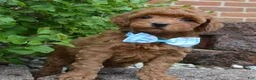 Mini Goldendoodle dogs for sale: Mini Gigi - Ad 14