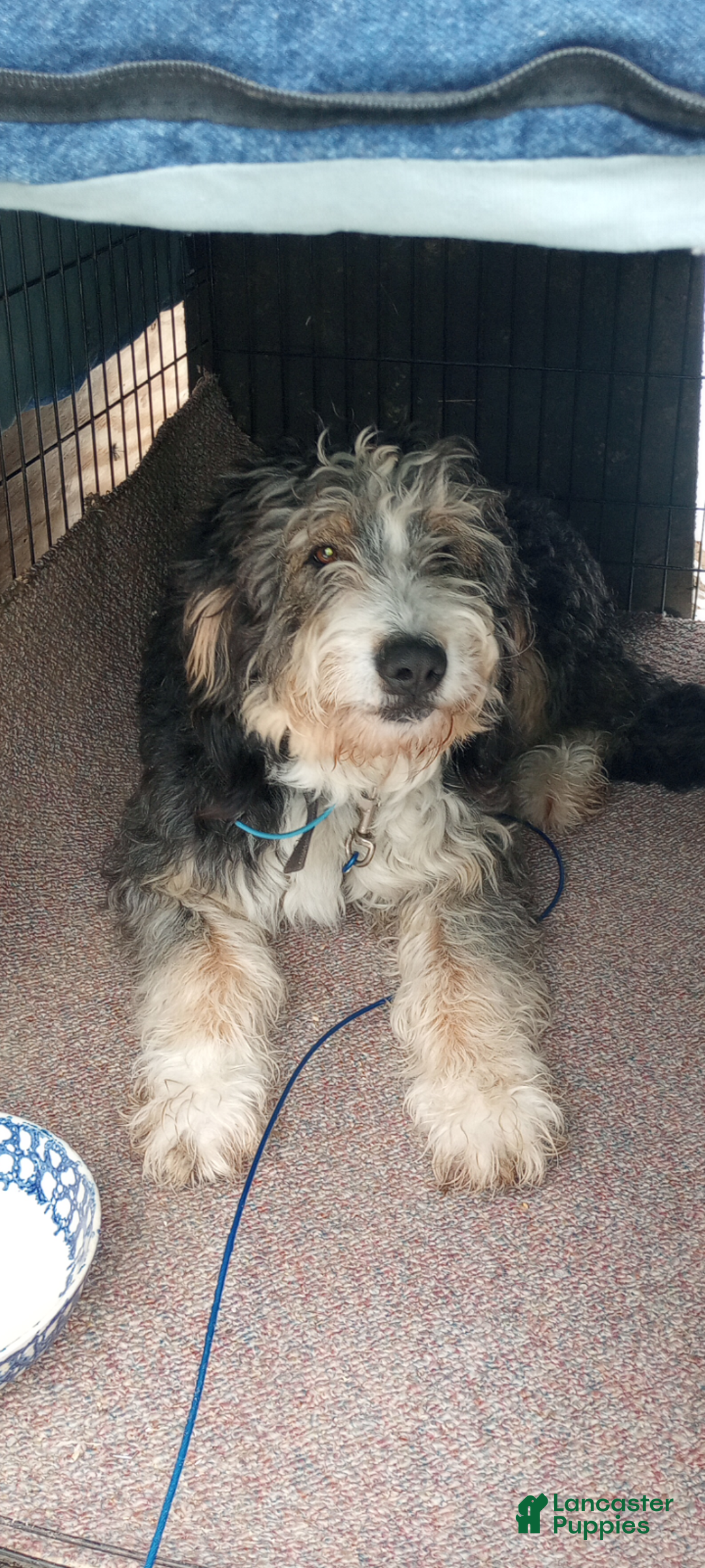 Bernedoodle dogs for sale: Bailey - Ad 4