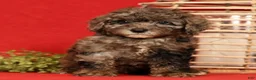 Miniature Poodle dogs for sale: Oreo - Ad 2