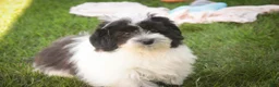 Havanese dogs for sale: Ivan Havanese Puppy  - Ad 4