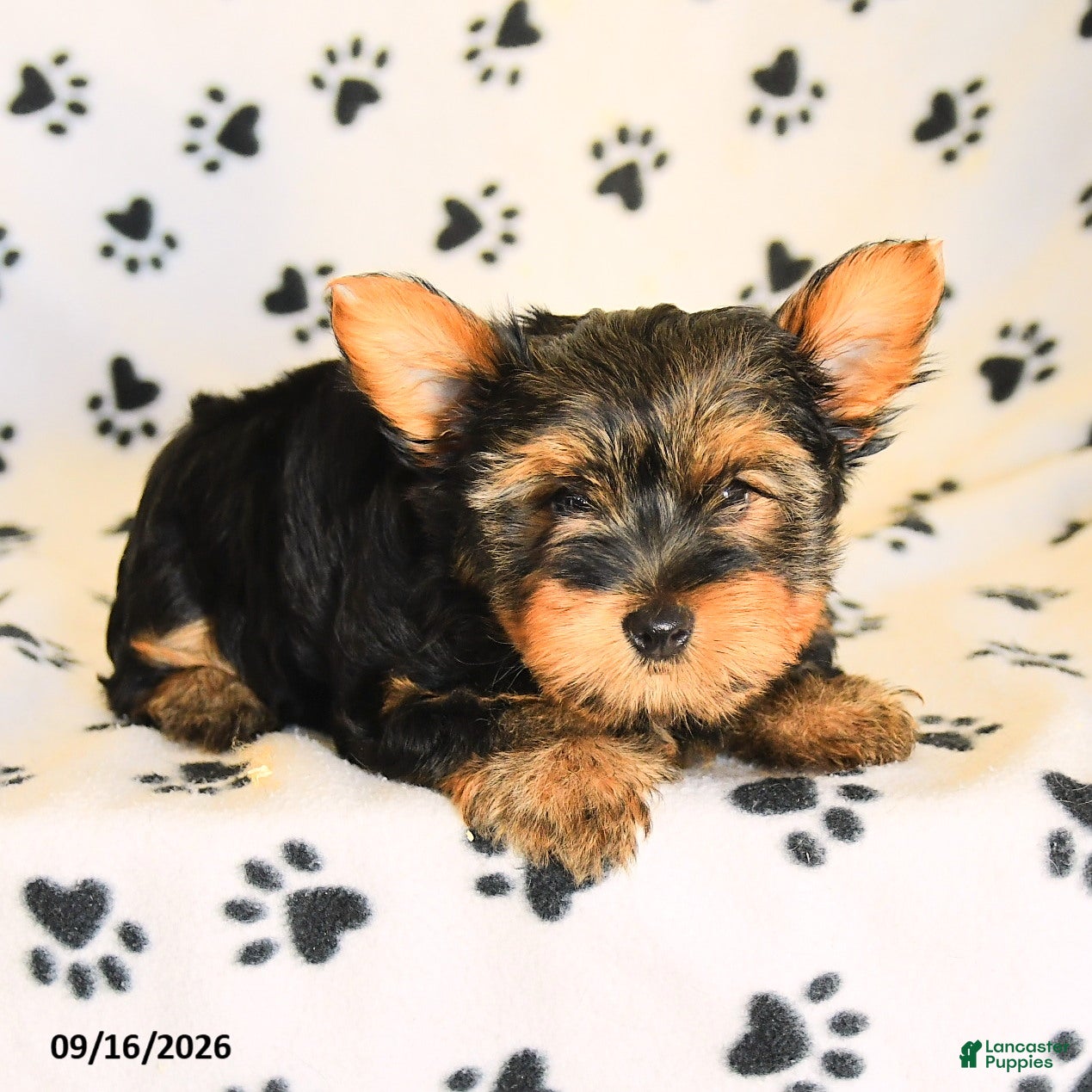 Yorkshire Terrier dogs Nolan - Ad 2
