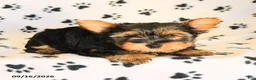 Yorkshire Terrier dogs for sale: Nolan - Ad 2