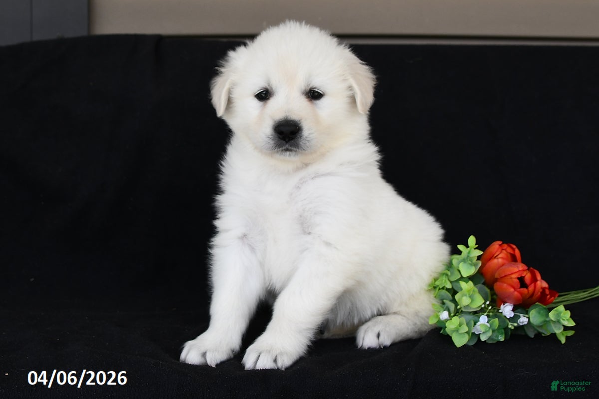 Golden Retriever dogs Daisy - Ad 1