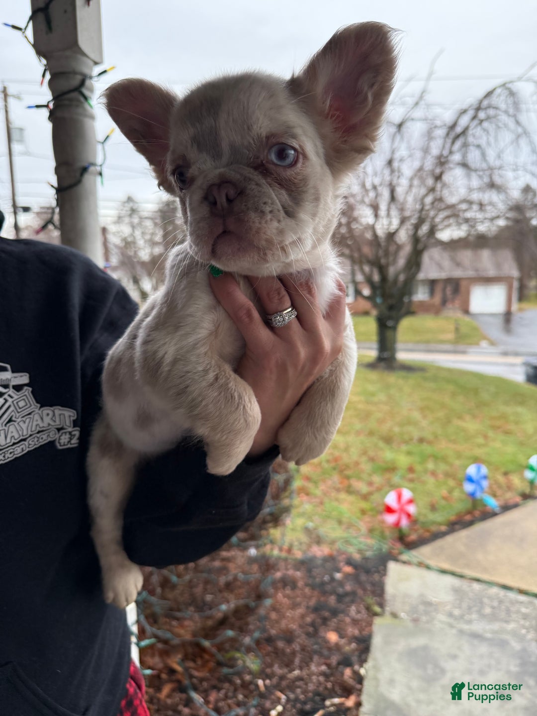 French Bulldog dogs for sale: Grinch  - Ad 5