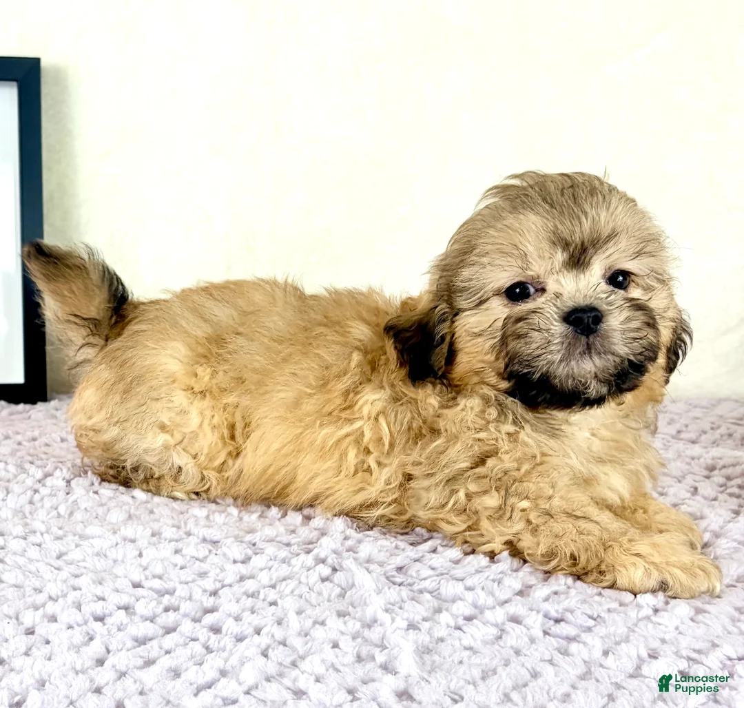 Shihpoo dogs for sale: Aaron  - Ad 2