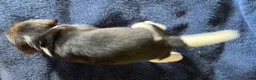 Beagle dogs for sale: Beagle 2 - Ad 21