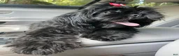 Shih Tzu dogs for sale: Shih Tzu 3 - Ad 2