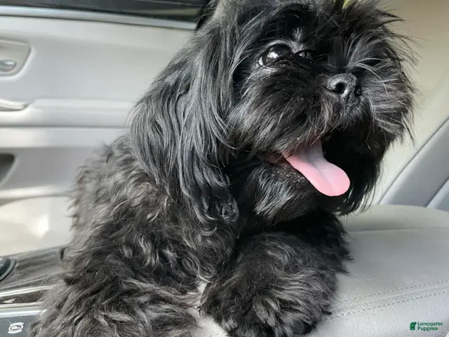 Shih Tzu dogs for sale: Shih Tzu 2 - Ad 2
