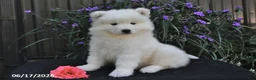 Samoyed dogs for sale: Ryden - Ad 4