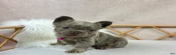 French Bulldog dogs for sale: French Bulldog Puppy 1 - Ad 2
