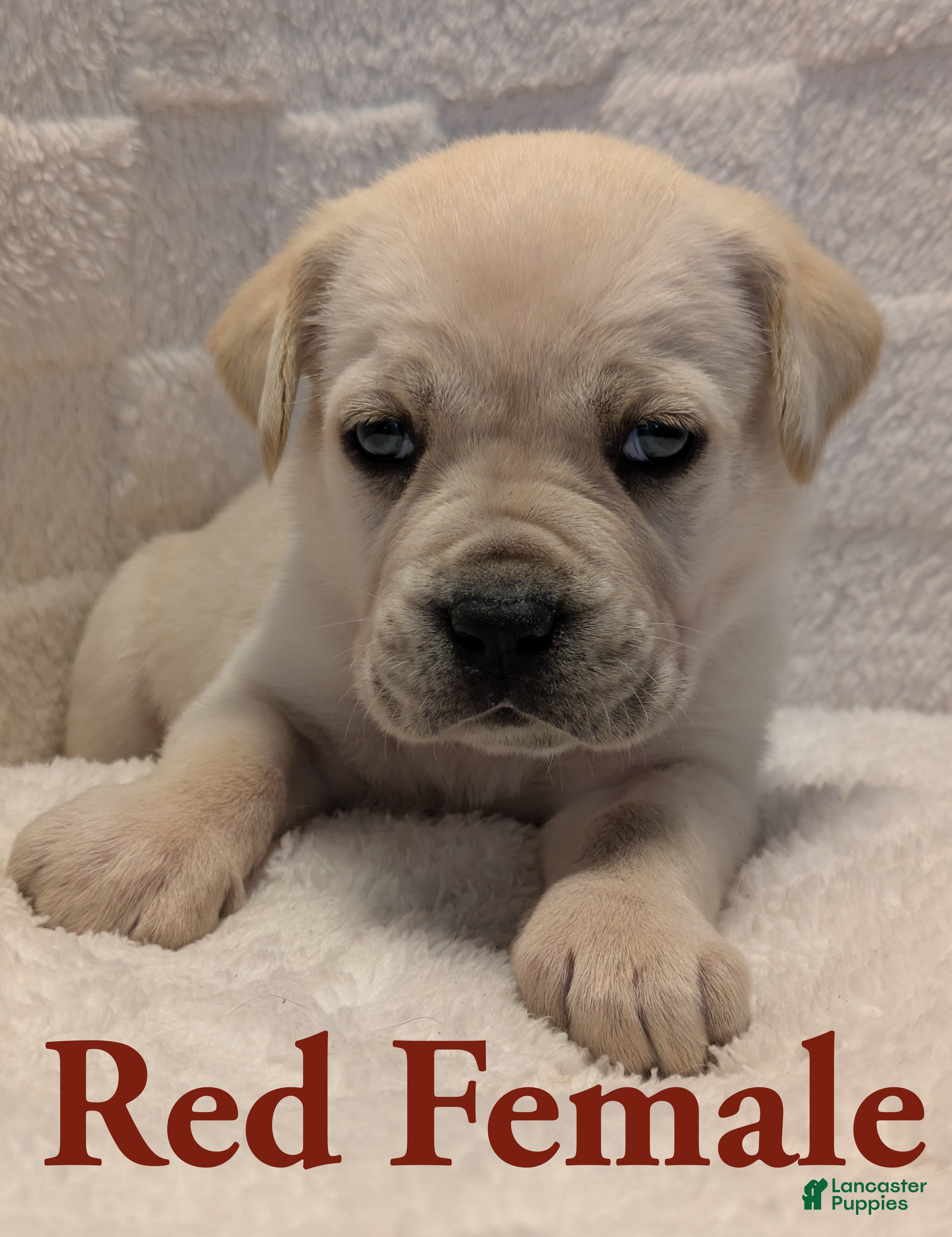 Cane Corso dogs Red - Ad 17