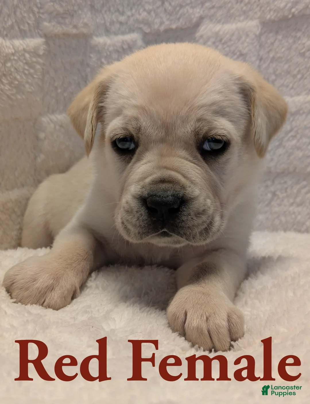 Cane Corso dogs for sale: Red - Ad 1