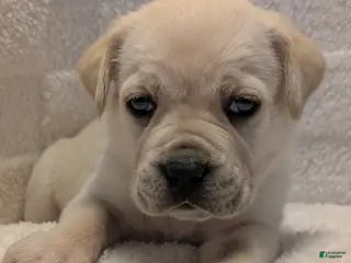 Cane Corso dogs Red - Ad 17