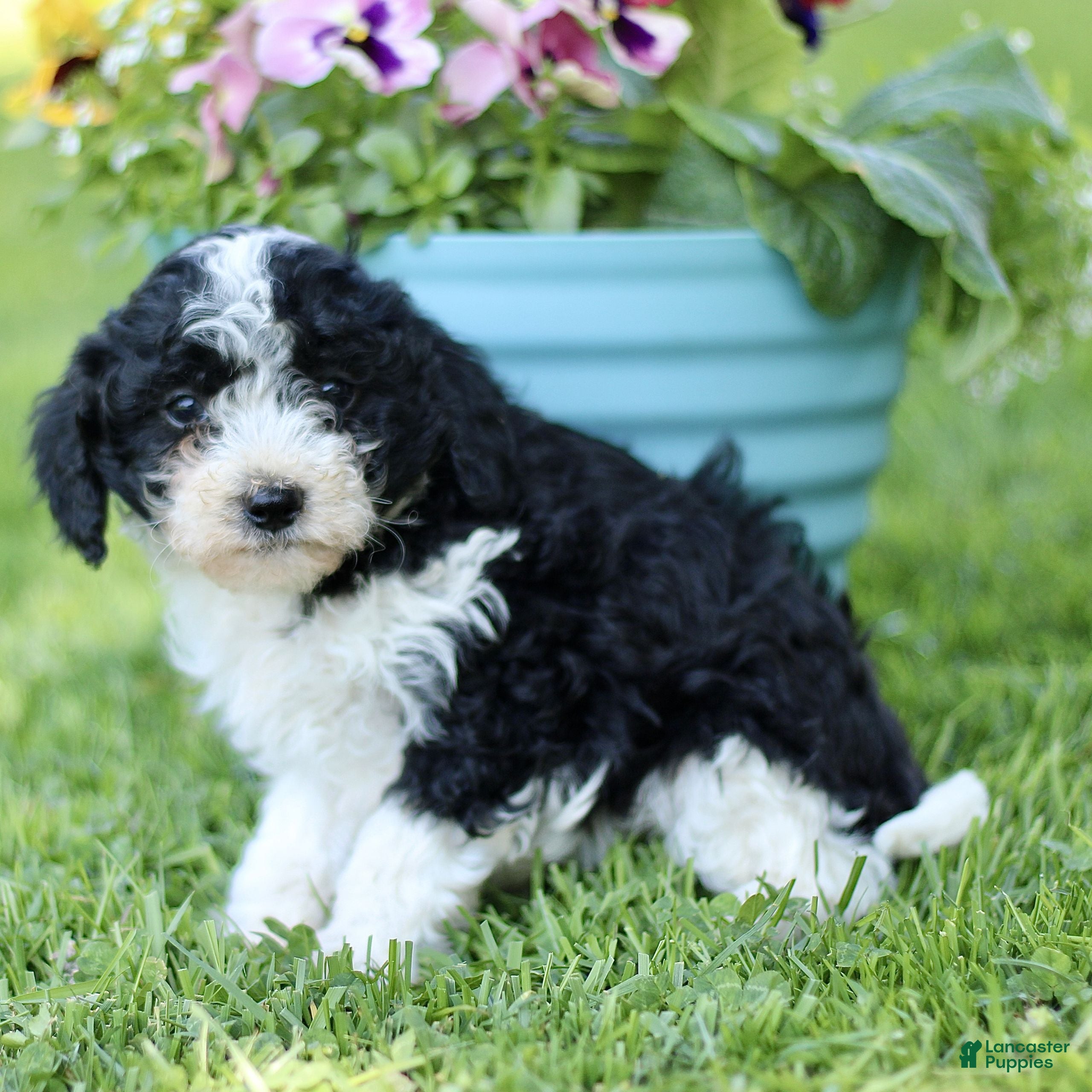 Cavapoo dogs for sale: Lucas  - Ad 2