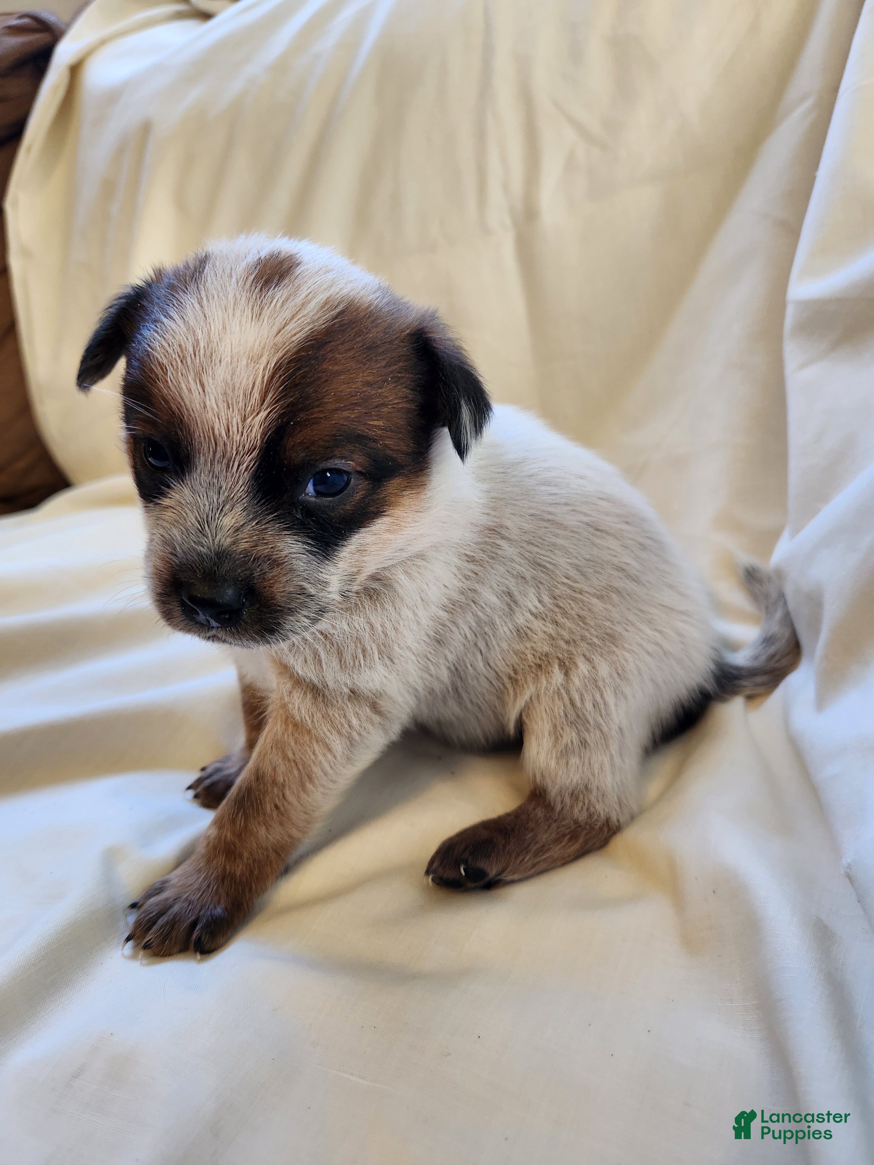 Australian Cattle Dog dogs Australian Cattle Dog Puppy 3 - Ad 29