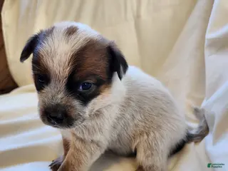 Australian Cattle Dog dogs Australian Cattle Dog Puppy 3 - Ad 9