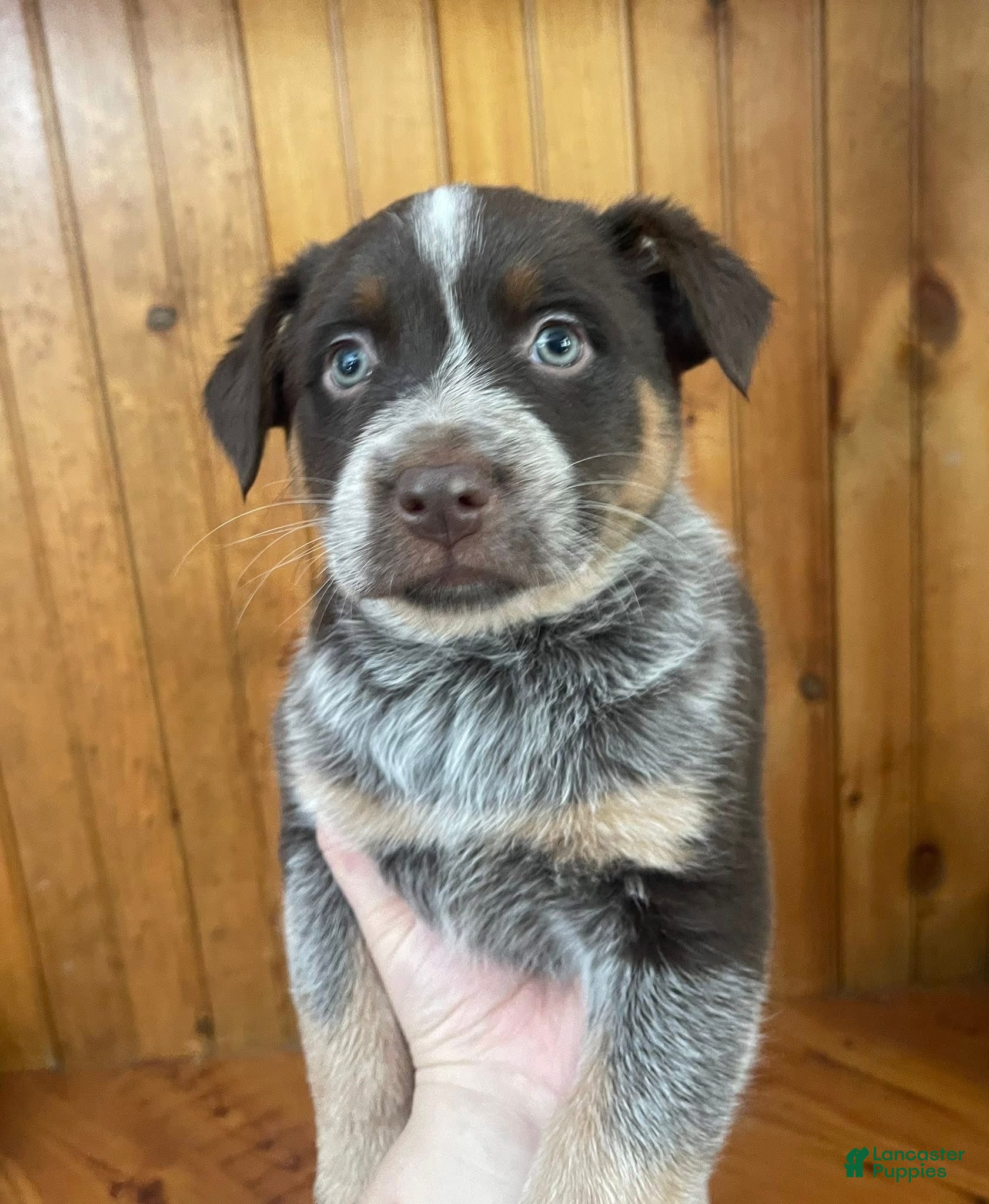 Mixed Breed dogs Coco - Ad 37