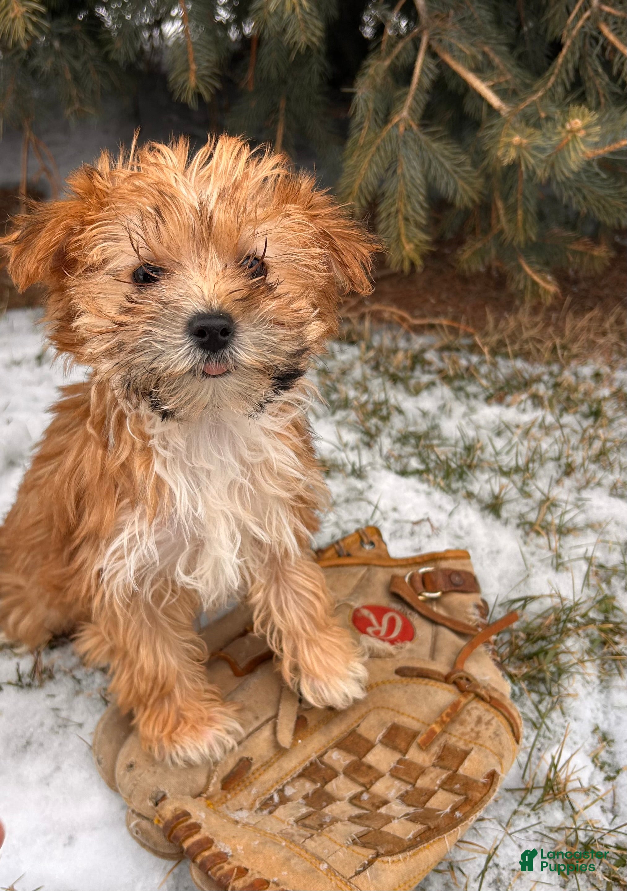 Morkie dogs Maple   - Ad 2