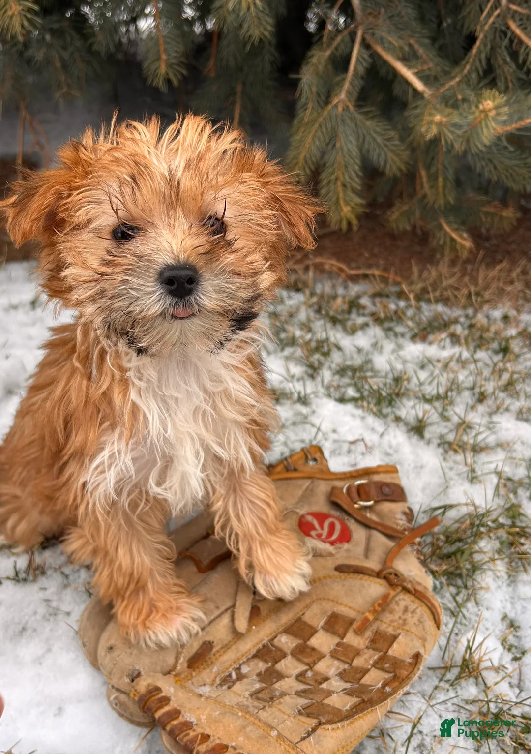 Morkie dogs for sale: Maple   - Ad 1