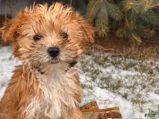 Morkie dogs Maple - Ad 2