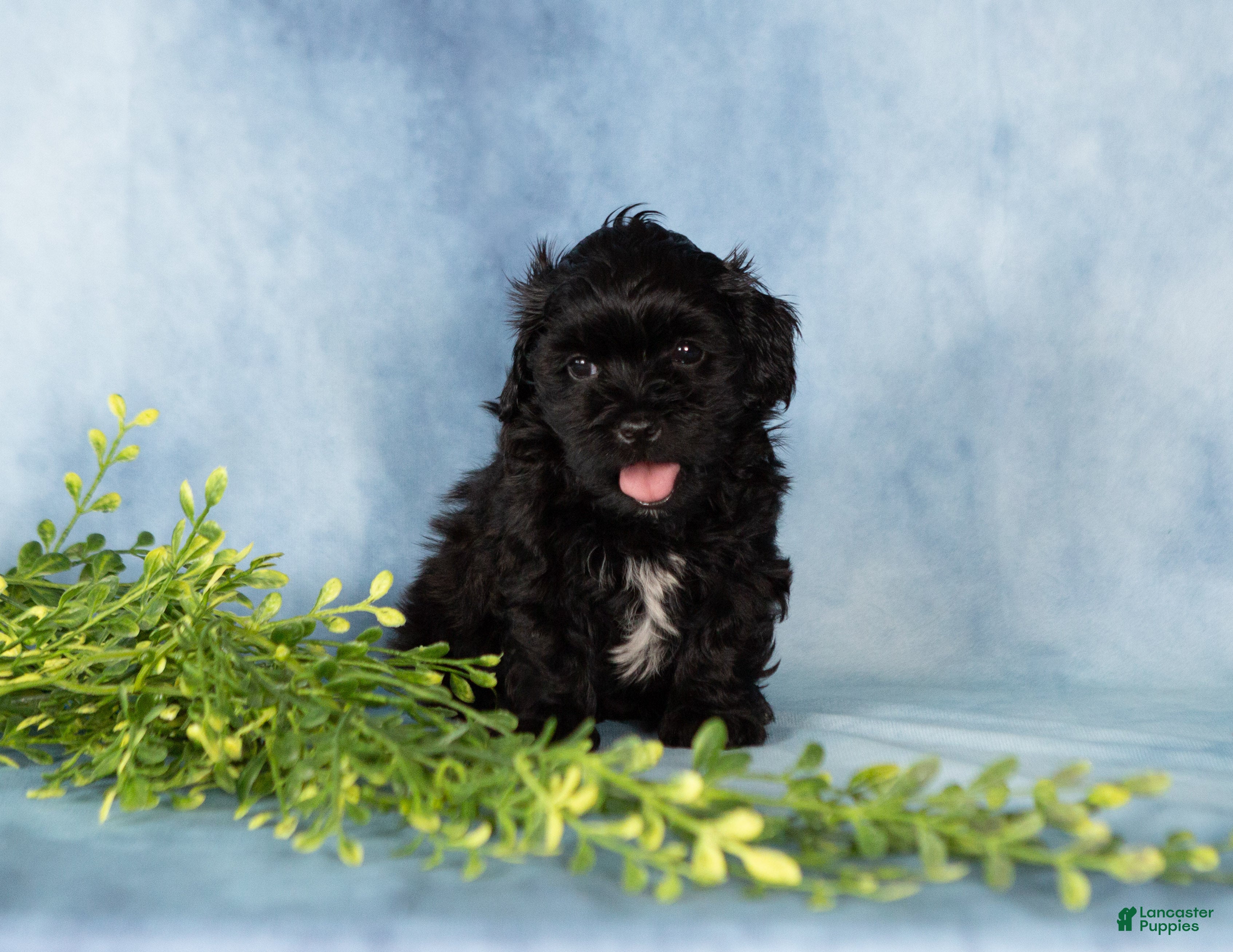 Mixed Breed dogs Mocha - Ad 1