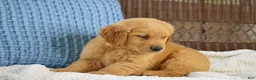 Golden Retriever dogs for sale: Rambo - Ad 3